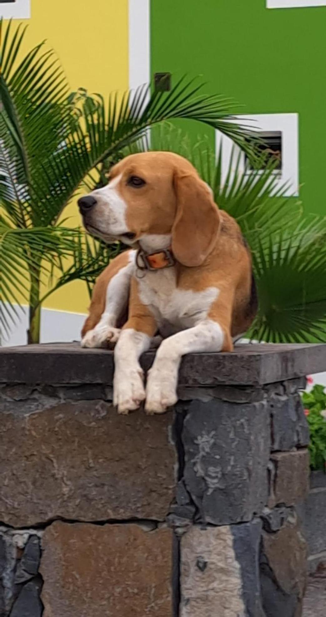 Willa Torre Bella Gardens Arco da Calheta  Zewnętrze zdjęcie