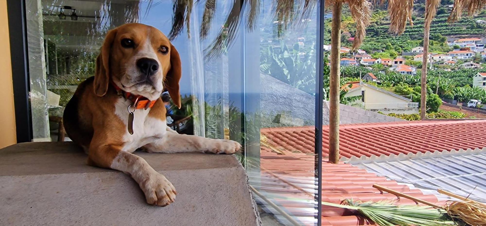 Willa Torre Bella Gardens Arco da Calheta  Zewnętrze zdjęcie