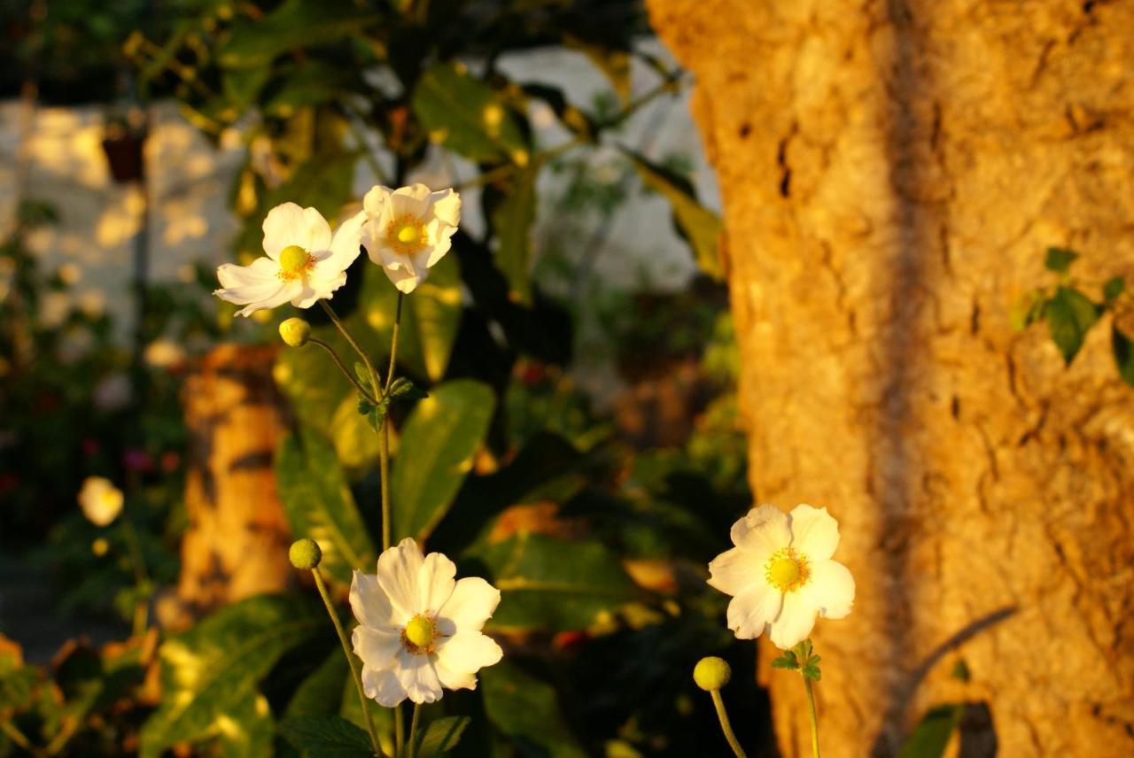 Willa Torre Bella Gardens Arco da Calheta  Zewnętrze zdjęcie